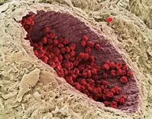 Images Dated 27th October 2004: Red blood cells, SEM