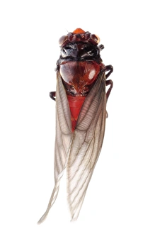 Red Cicada Print - South China