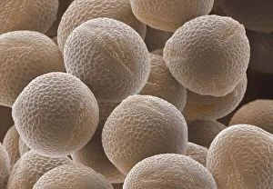 Images Dated 2000: Red Clover pollen Print: SEM image of Red Clover pollen grains