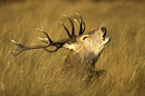 Autumn Forest Animals Prints: Red Deer