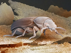 Scanning Electron Micrograph SEM Images Prints: Red flour beetle