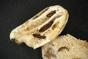 Prints of Red flour beetle infested seeds. Seeds of the Barbados nut (Jatropha curcas) plant infested with red flour beetles (Tribolium castaneum) Images Dated 2009 November: Red flour beetle infested seeds Print
