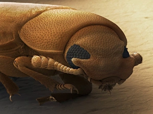 SEM Images Of Insects Prints: Red flour beetle, SEM