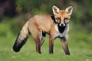 UK Mammals Prints: Red fox cub