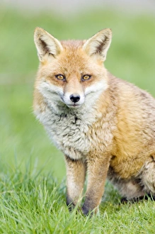Native British Wildlife Prints: Red fox sitting on grass