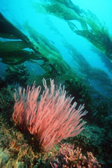 California Marine Life Prints: Red gorgonian