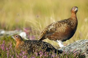 UK Wildlife Photos Prints: Red grouse