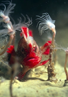 Red handfish Red handfish