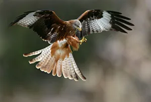 Red Kite Bird Prints: Red kite