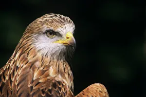 Red kite Print, England