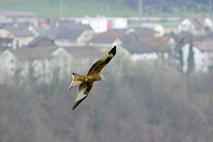 Village Landscape Photography Prints: Red kite in flight
