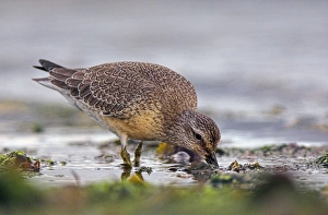 Calidris Canutus Species Prints: Red knot