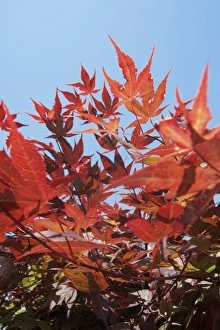 Fall Foliage Images Prints: Red maple leaves