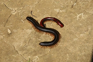 Prints of Red millipedes (class Diplopoda). Photographed in Madagascar in July Images Dated 2010 December: Red millipede Print, 7x5 inches