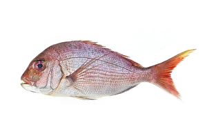 Images Dated 10th February 2011: Red Sea Bream Print