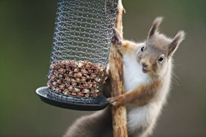 Sciurus Vulgaris Species Prints: Red squirrel on a bird feeder