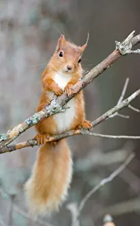 Red squirrel on a branch