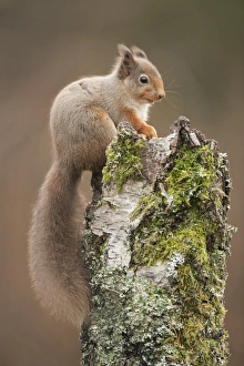 Red Squirrel UK Prints: Red squirrel on a tree stump