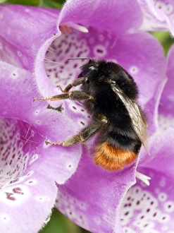 Common Foxglove Flower Prints: Red-tailed bumble bee