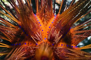 Rinca Island Wildlife Prints: Red urchin