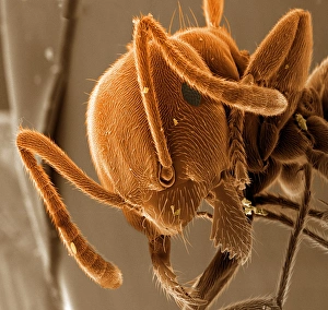 Red wood ant, SEM Red wood ant, SEM