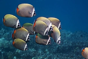 Tropical Sea Creatures Prints: Redtail butterflyfish