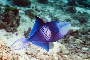 Andaman Sea Marine Life Prints: Redtooth triggerfish C014 / 2945