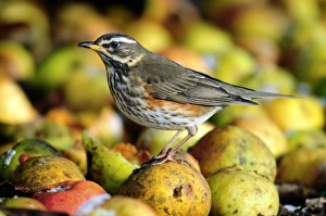 Redwing Bird Prints: Redwing