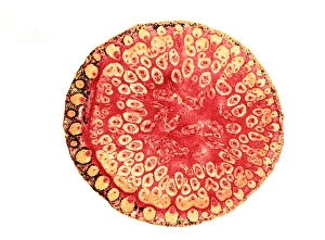 Plant Vascular System Prints: Reed canary grass stem, light micrograph