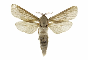 Central European Moths Prints: Reed leopard moth C016 / 2232