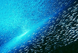 Reef fish school in sunlight Print