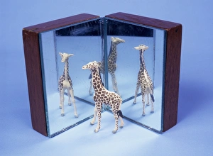 Prints of Reflections. Model giraffe reflected in two mirrors, giving three images Images Dated 2005 June: Model Giraffe Print: Reflections in Two Mirrors