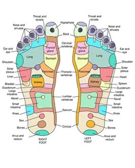 <b class=qtipBold><figcaption>Reflexology foot map, artwork</figcaption></b><br>Reflexology foot map, artwork. Reflexology is a form of alternative medicine in which disorders in the body are treated by massaging areas of the feet thought to correspond to the affected area. The theory states that disorders are caused by blocked energy channels, which terminate in the feet. Massaging the area of the foot connected to the affected channel can unblock it, allowing the flow of energy to resume, which relieves the symptoms.<br><em>© PETER GARDINER/SCIENCE PHOTO LIBRARY</em> Reflexology foot map, artwork