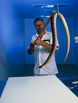 Researcher and snake Researcher and snake