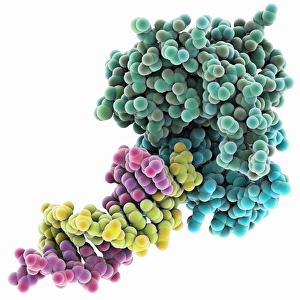 Deoxyribonucleic Acid Models Prints: Resolvase complexed with DNA