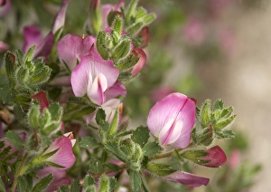 Summer Blooms UK Prints: Rest-harrow (Ononis repens)