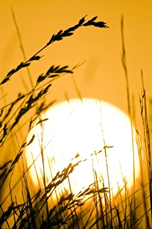 African Grasslands Prints: Restio plants at sunset