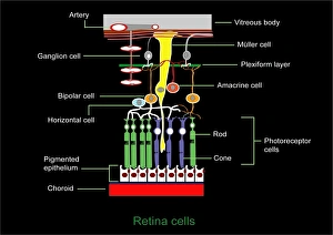 Prints of Retinal structure, artwork. Light falling on the retina passes from top to bottom. At bottom is the choroid layer (red), which lines the inside of the eye Images Dated 2011 October: Retina Structure Print: A detailed illustration of the eye's inner workings