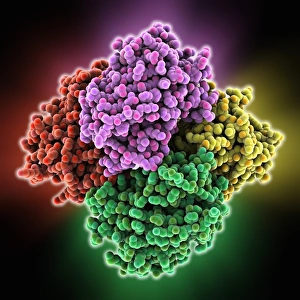 Reversibly switchable fluorescent protein Reversibly switchable fluorescent protein
