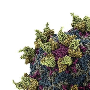 Rhinovirus and antibody, molecular model C015/7138 Rhinovirus and antibody, molecular model C015/7138