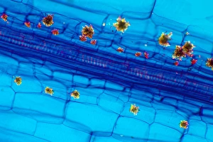 Polarised Light Microscopy Prints: Rhubarb leaf, light micrograph