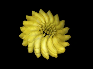 Prints of Ribgrass mosaic virus (RMV), computer model. This image was created using UCSF Chimera molecular modelling software and fibre X-ray diffraction Images Dated 2008 March: Ribgrass Mosaic Virus Print - 3D Model of Helical Structure