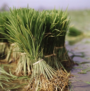 Rice Cultivation Process Prints: Rice crop
