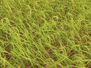 Thailand Agriculture Prints: Rice field
