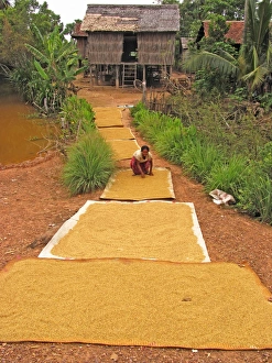 Asian Rice Cultivation Prints: Rice grains drying