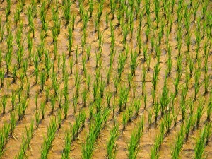 Rice Paddy Field Prints: Rice plants
