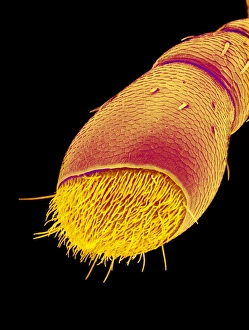 Insect Antennae Structure Prints: Rice weevil antenna, SEM