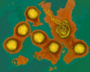 Images Dated 6th November 2001: Rift Valley fever virus, TEM