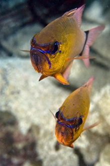 Ring-tailed cardinal fish Print