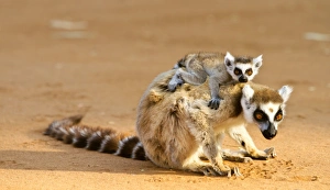 Lemur Catta Prints: Ring-tailed lemurs